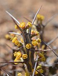 Euphorbia sp nova aff actinoclada Langobaya GPS188 Kenya 2014_1476.jpg